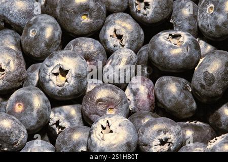 Fresh ripe bilberry berries as a background, bilberry macro closeup shiny ripe Stock Photo