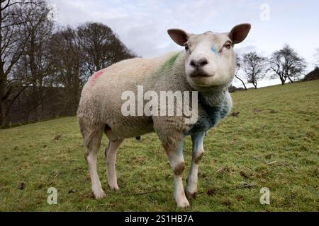 A Texel breed ram, West Burton, Wensleydale, Yorkshire Dales National Park, UK. Stock Photo