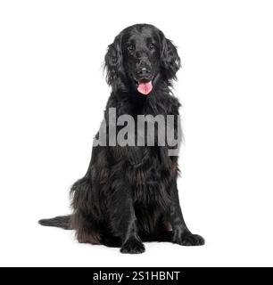 Portrait of a friendly black flat-coated retriever sitting isolated on white Stock Photo