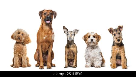 Five dogs of different breeds sitting together in a row, looking at the camera, isolated on white Stock Photo