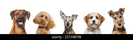 Portrait of five different breed dogs side by side, isolated on white Stock Photo