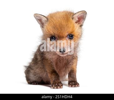 Sitting five weeks old Red fox cub looking at the camera, isolated on white Stock Photo