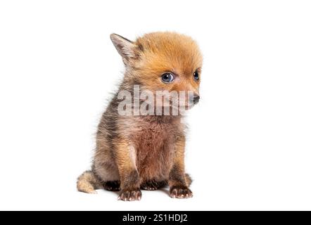 Cute Sitting five weeks old Red fox cub looking at the camera, isolated on white Stock Photo