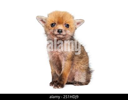 Sitting five weeks old Red fox cub looking at the camera, isolated on white Stock Photo
