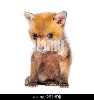Sitting five weeks old Red fox cub, isolated on white Stock Photo