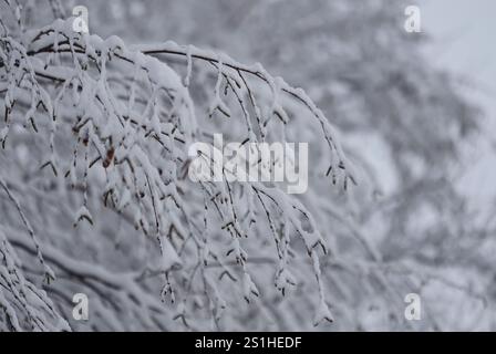 Snow on the branches outdoor Stock Photo