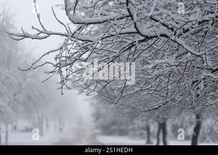 Snow on the branches outdoor Stock Photo