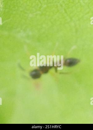 Slender Ant-mimic Jumping Spider (Synemosyna formica) Stock Photo