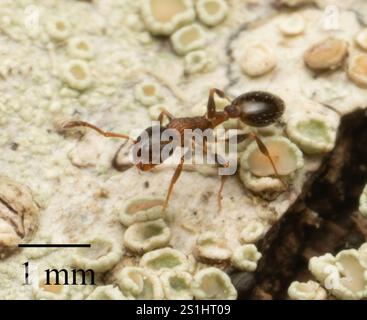 (Temnothorax continentalis) Stock Photo