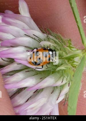 Parenthesis Lady Beetle (Hippodamia parenthesis Stock Photo - Alamy