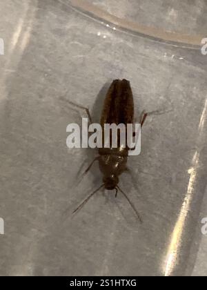 Punctate Insects Punctate Synchronized Bark Beetle (Synchroa punctata Stock Photo - Alamy