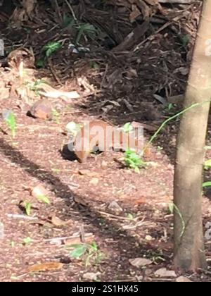 Indian Grey Mongoose (Urva edwardsii) Stock Photo