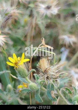 Hispid goldenaster (Heterotheca hispida Stock Photo - Alamy