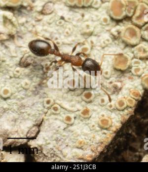(Temnothorax continentalis) Stock Photo