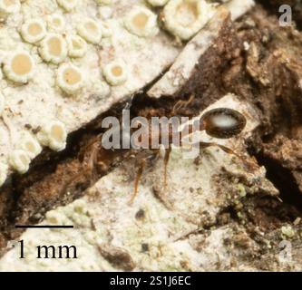 (Temnothorax continentalis) Stock Photo