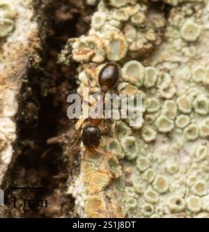 (Temnothorax continentalis) Stock Photo