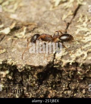 (Temnothorax continentalis) Stock Photo