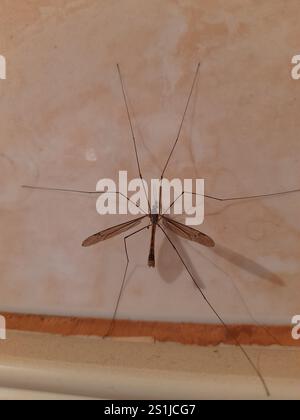 Large Crane Flies (Tipulidae Stock Photo - Alamy