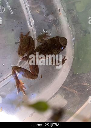 Coastal Tailed Frog (Ascaphus truei Stock Photo - Alamy