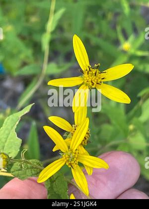 Small Woodland Sunflower (Helianthus microcephalus Stock Photo - Alamy