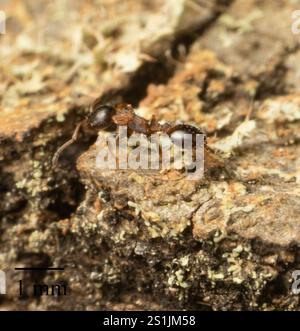 (Temnothorax continentalis) Stock Photo