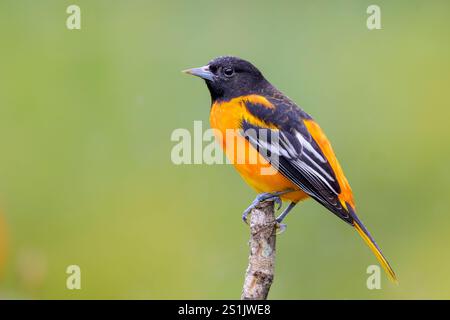 Baltimore Oriole (Icterus galbula) male perched on a branch, Costa Rica. Stock Photo