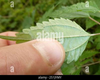 Canada clearweed (Pilea pumila) Stock Photo