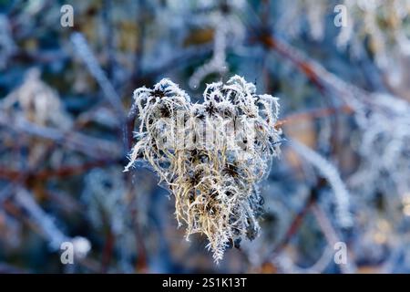 A heart covered in ice crystals, formed by the shoots of a plant on a freezing winter's day, close up image Stock Photo