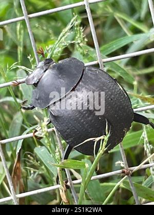 Humpback Dung Beetle (Deltochilum gibbosum) Stock Photo