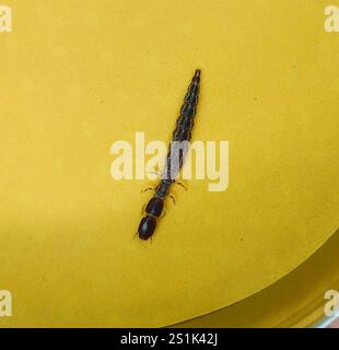 Raphidiid Snakeflies (Raphidiidae Stock Photo - Alamy