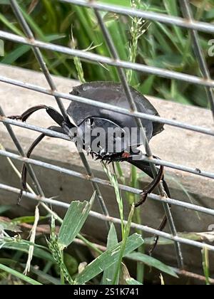 Humpback Dung Beetle (Deltochilum gibbosum) Stock Photo