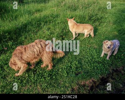 Three very different mongrel dogs walking on a grass field, in a farm near the colonial town of Villa de Leyva, in the eastern Andean mountains. Stock Photo