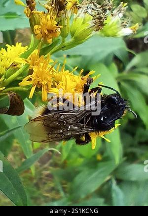Hill Cuckoo Bumble bee (Bombus rupestris Stock Photo - Alamy