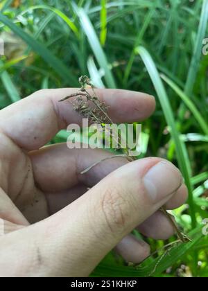 eastern rough sedge (Carex scabrata) Stock Photo