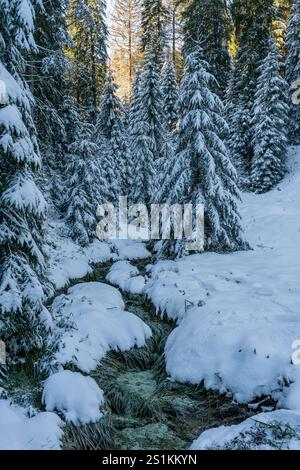 Winter in the Black Forest, Germany Stock Photo