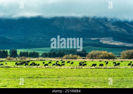 Rural scenic of herd of cows grazing in green pasture and mountain with cloudy sky in countryside Stock Photo