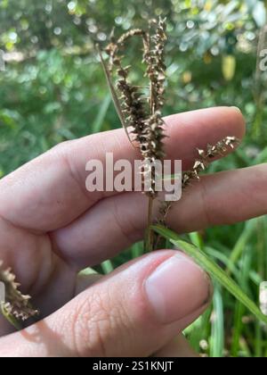 eastern rough sedge (Carex scabrata) Stock Photo