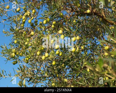 green olives on the olive tree Stock Photo