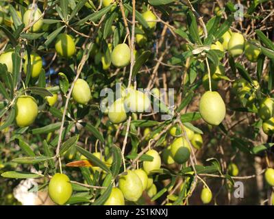 green olives on the olive tree Stock Photo