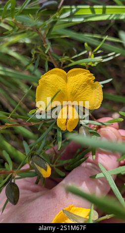 Golden Glory Pea (Gompholobium latifolium) Stock Photo