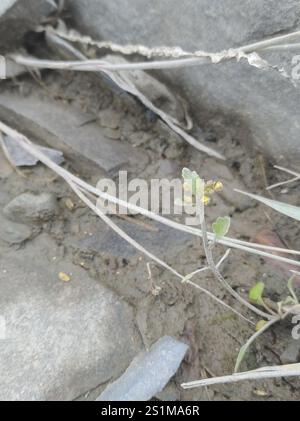 hispid yellowcress (Rorippa hispida Stock Photo - Alamy