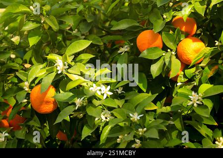 Seville oranges and orange flowers growing on tree in Spain. Stock Photo