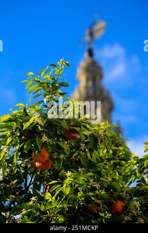 Seville oranges and orange flowers growing on tree in Spain. Stock Photo