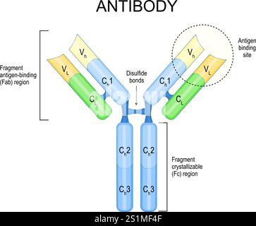 Structure of antibody molecule. Immunoglobulin anatomy. Humoral ...