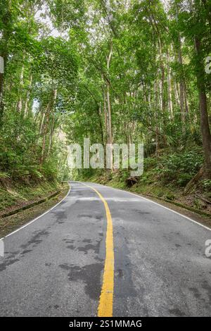 Road in the Bohol Mahogany Forest also known as Bilar Man Made Forest, Bohol Island, Philippines. Stock Photo