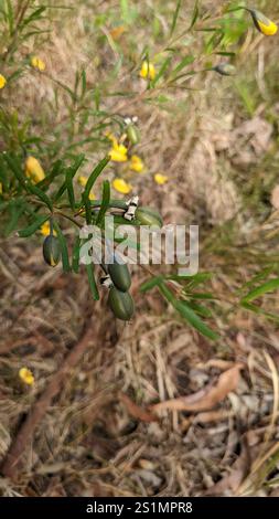 Golden Glory Pea (Gompholobium latifolium) Stock Photo