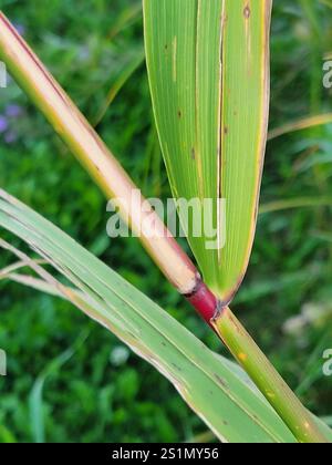 American common reed (Phragmites australis americanus Stock Photo - Alamy