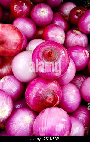 Red onions are known for their sharp pungent flavor and are used raw and often in grilling Stock Photo