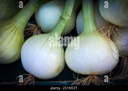 White onions are known for their sweet flavor, particularly when sauteed Stock Photo