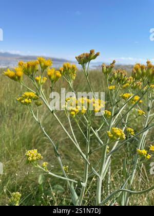 Water Ragwort water ragwort (Senecio hydrophilus Stock Photo - Alamy